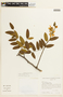 Cassia leiandra image