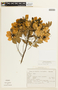 Cassia leptophylla image