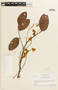 Cassia spruceana image