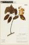 Cassia spruceana image