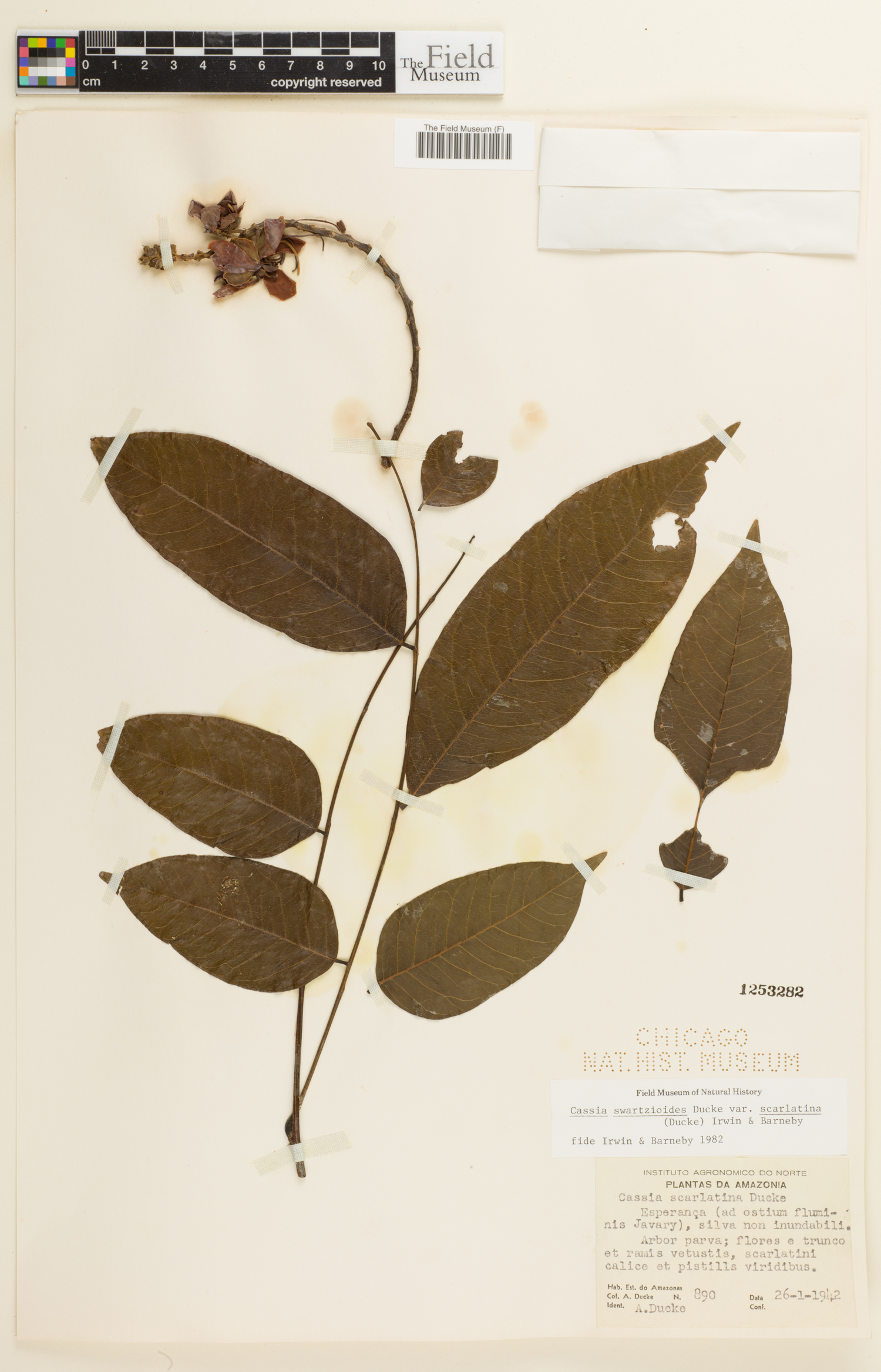 Cassia swartzioides image