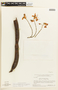 Cassia swartzioides image