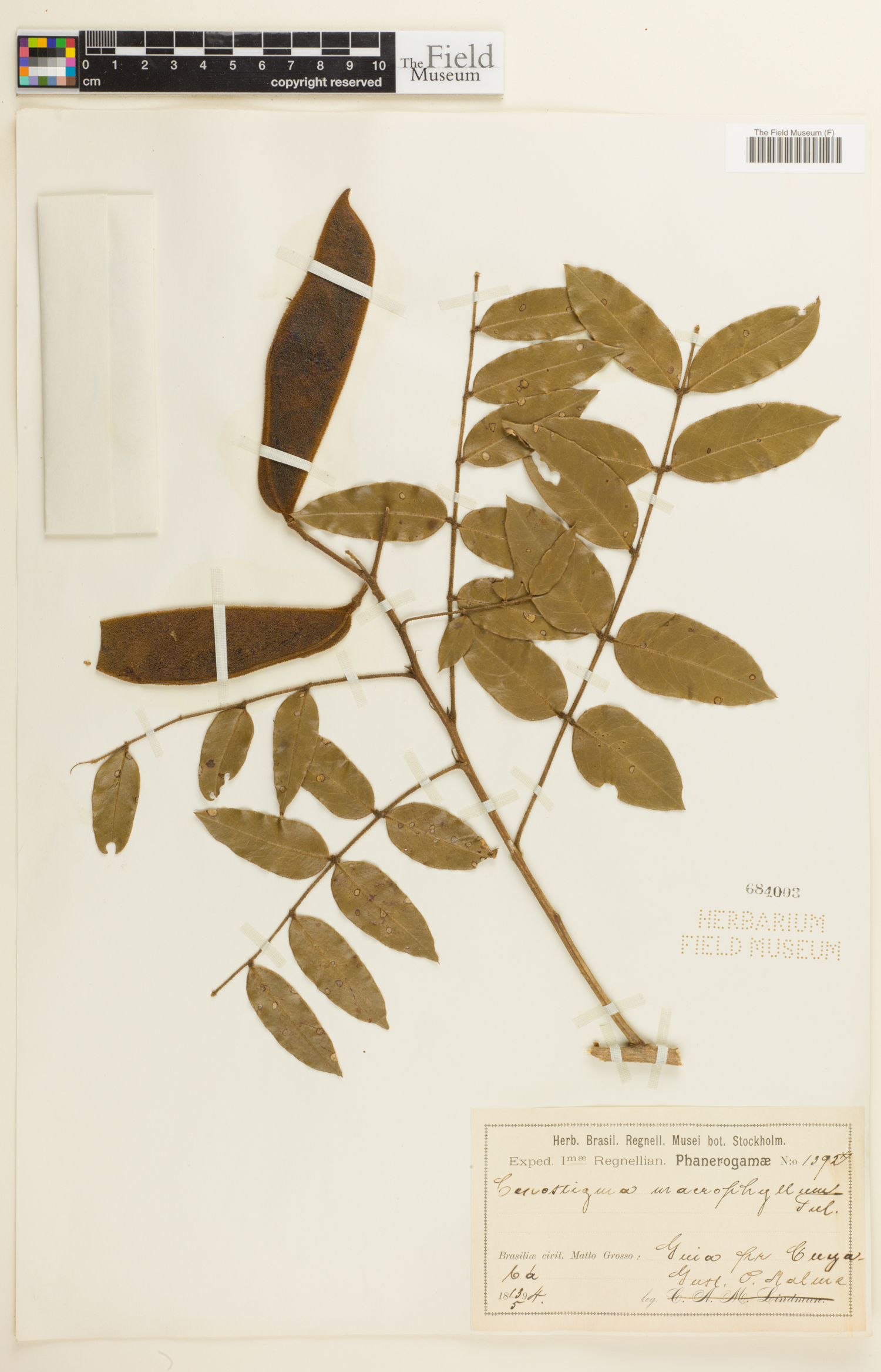 Cenostigma image