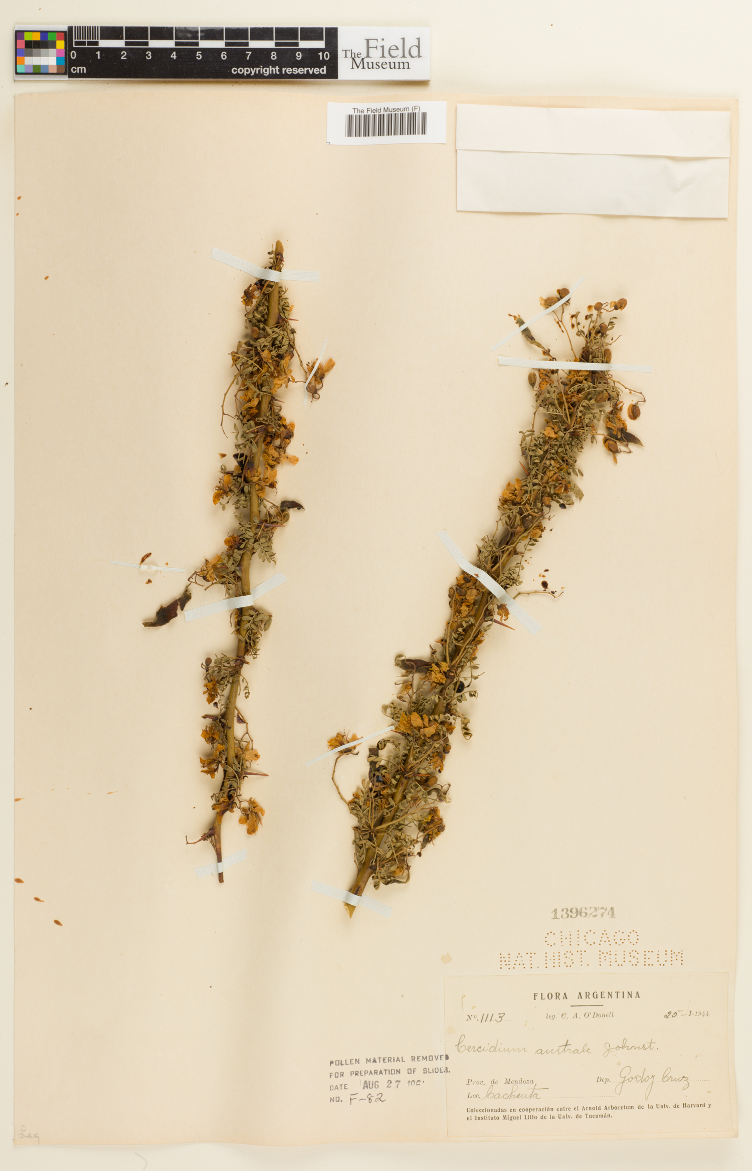 Cercidium australe image