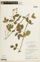 Chamaecrista acosmifolia image