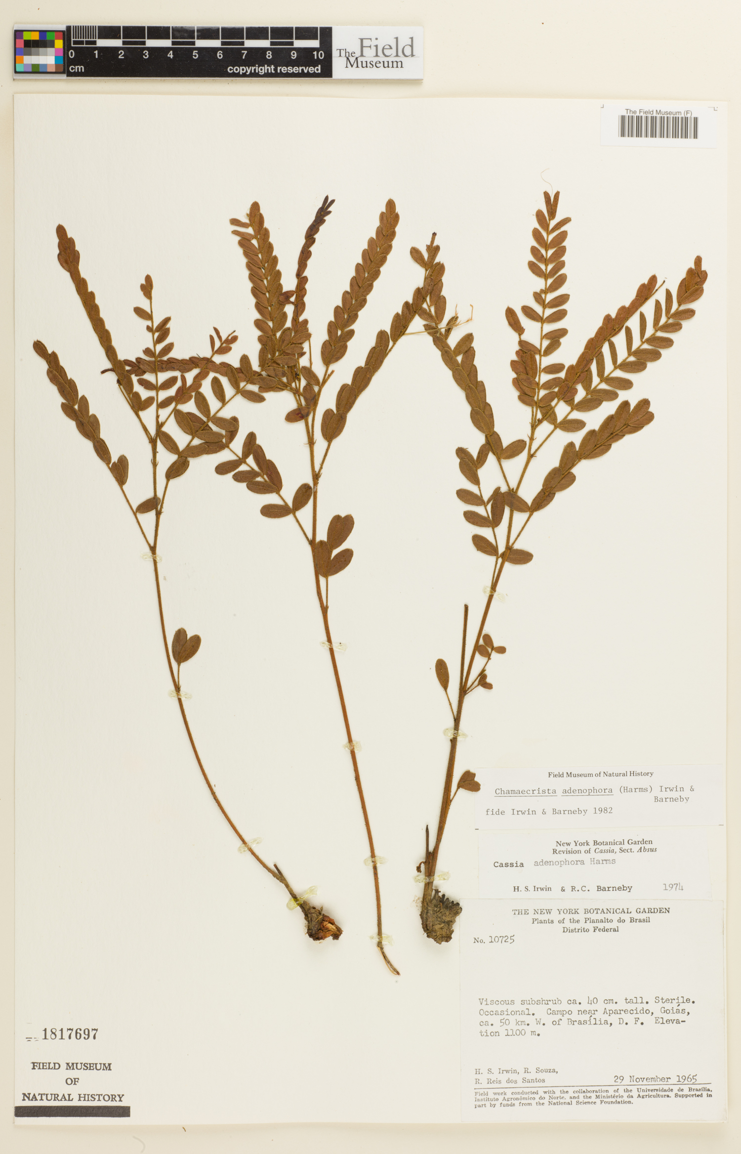 Chamaecrista adenophora image