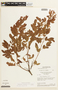 Chamaecrista adenophylla image