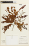 Chamaecrista adiantifolia var. adiantifolia image