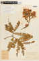 Chamaecrista adiantifolia var. adiantifolia image