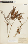 Chamaecrista adiantifolia image