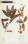 Chamaecrista adiantifolia var. pteridophylla image