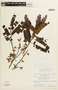 Chamaecrista adiantifolia image