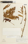 Chamaecrista adiantifolia var. pteridophylla image