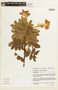 Chamaecrista aurivilla image