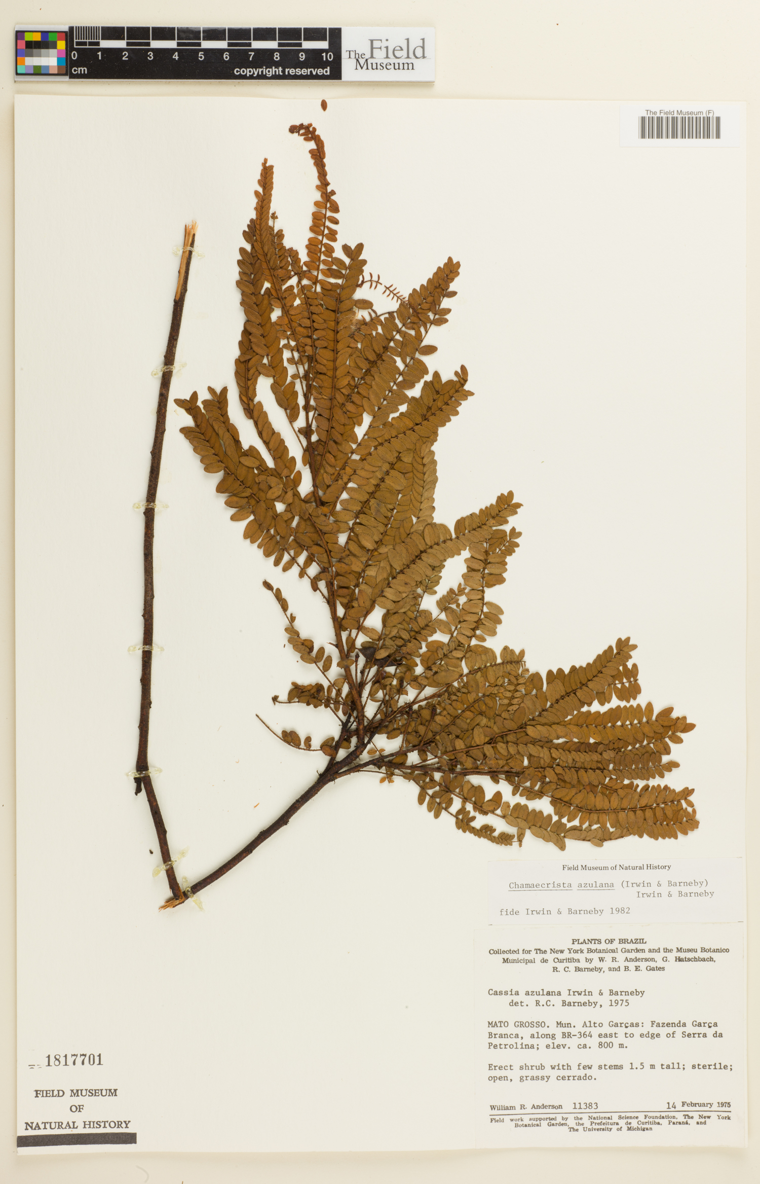 Chamaecrista azulana image