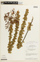 Chamaecrista brachyrachis image