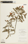 Chamaecrista cathartica var. cathartica image