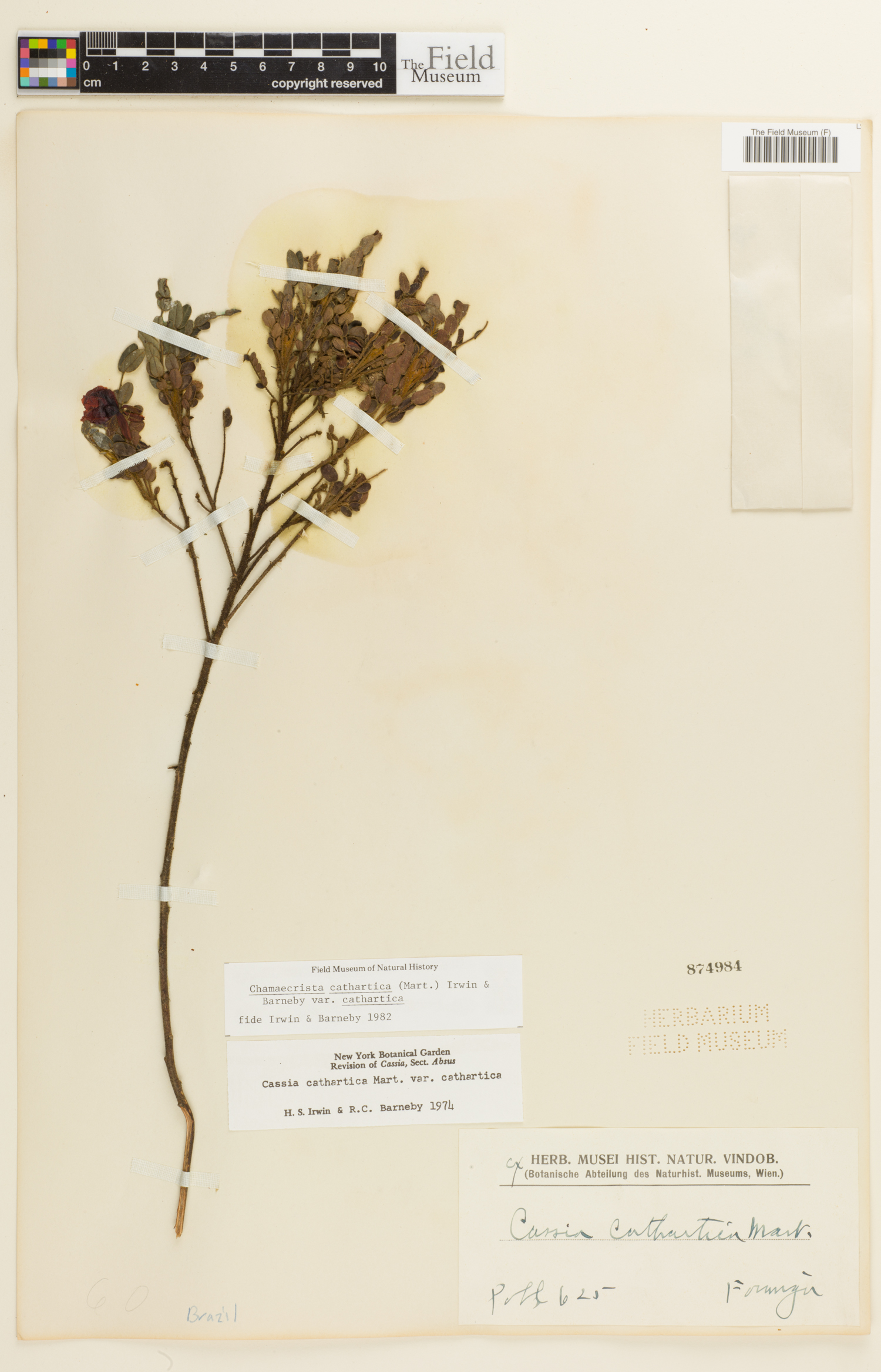 Chamaecrista cathartica