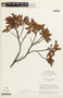 Chamaecrista cathartica var. paucijuga image