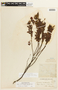 Chamaecrista cathartica var. paucijuga image
