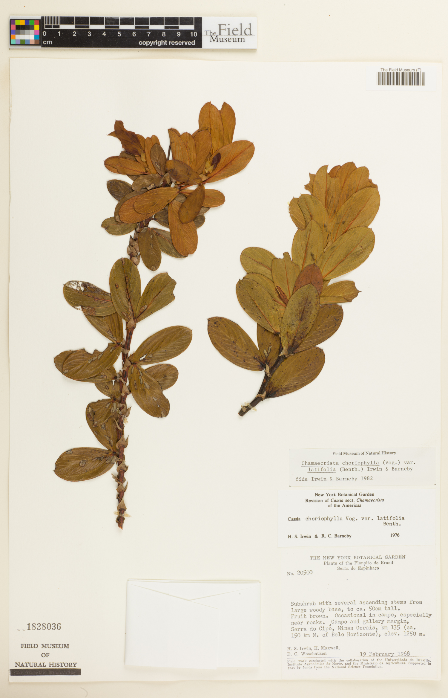 Chamaecrista choriophylla image