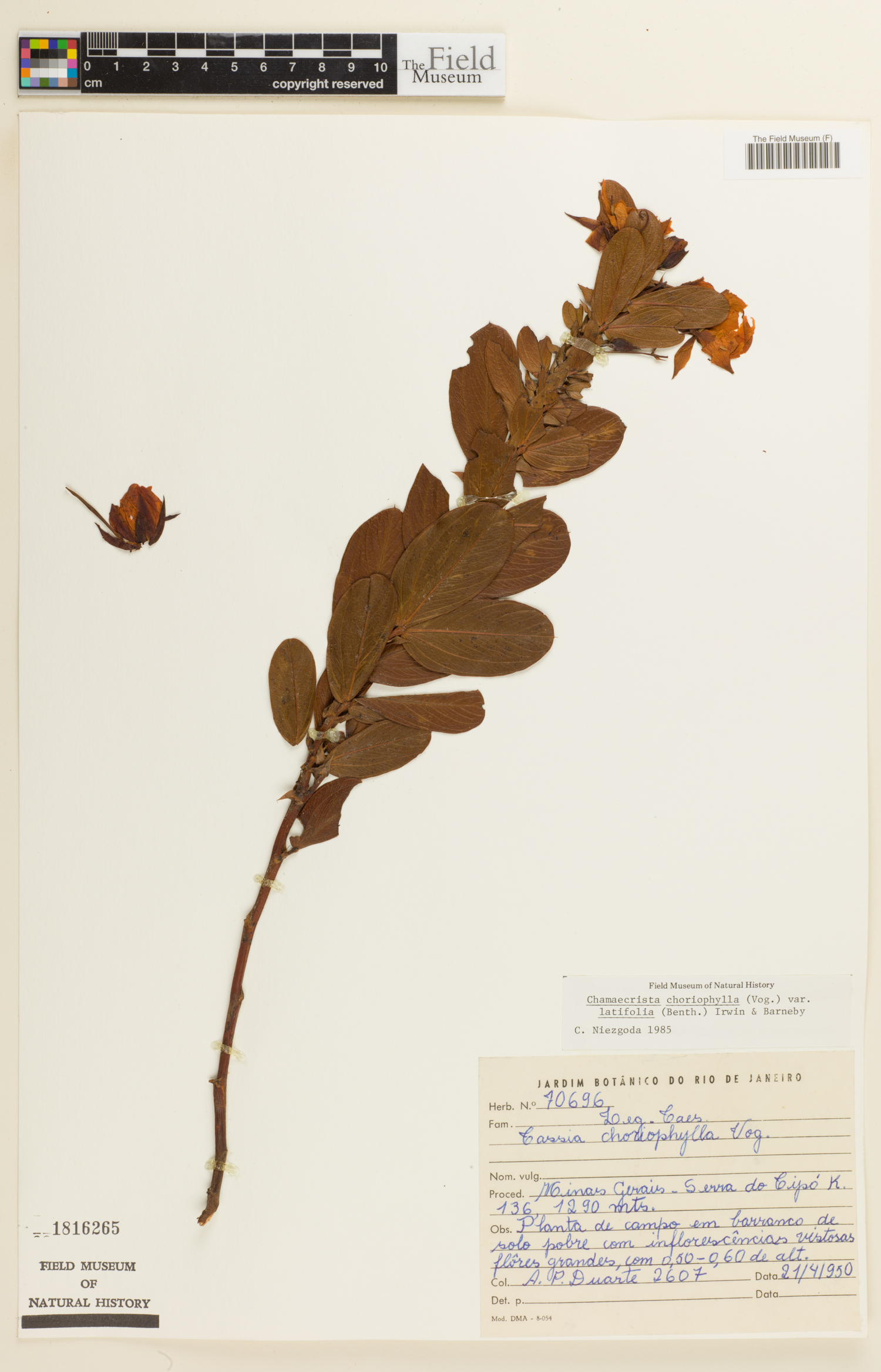 Chamaecrista choriophylla var. latifolia image