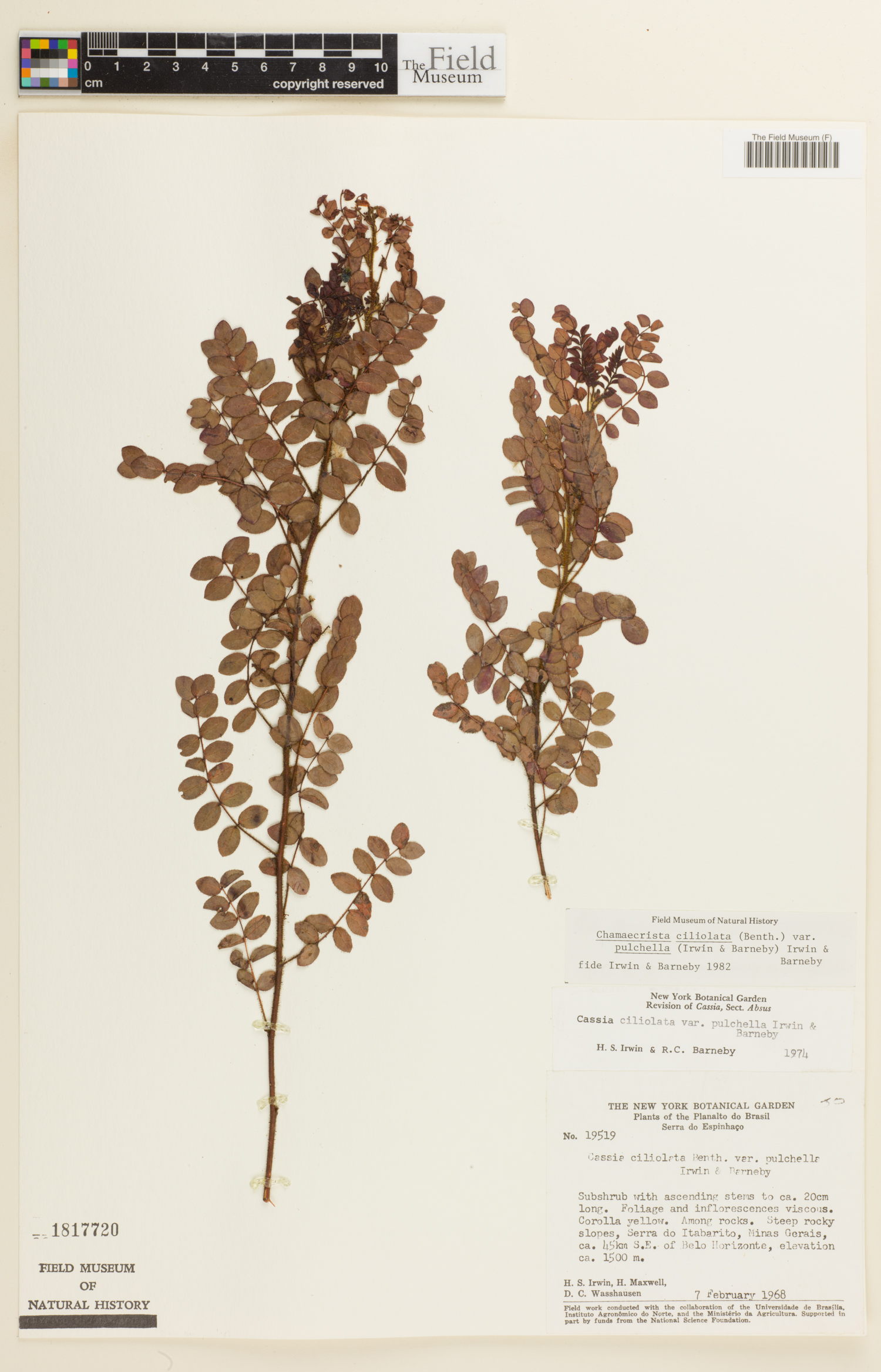 Chamaecrista ciliolata var. pulchella image