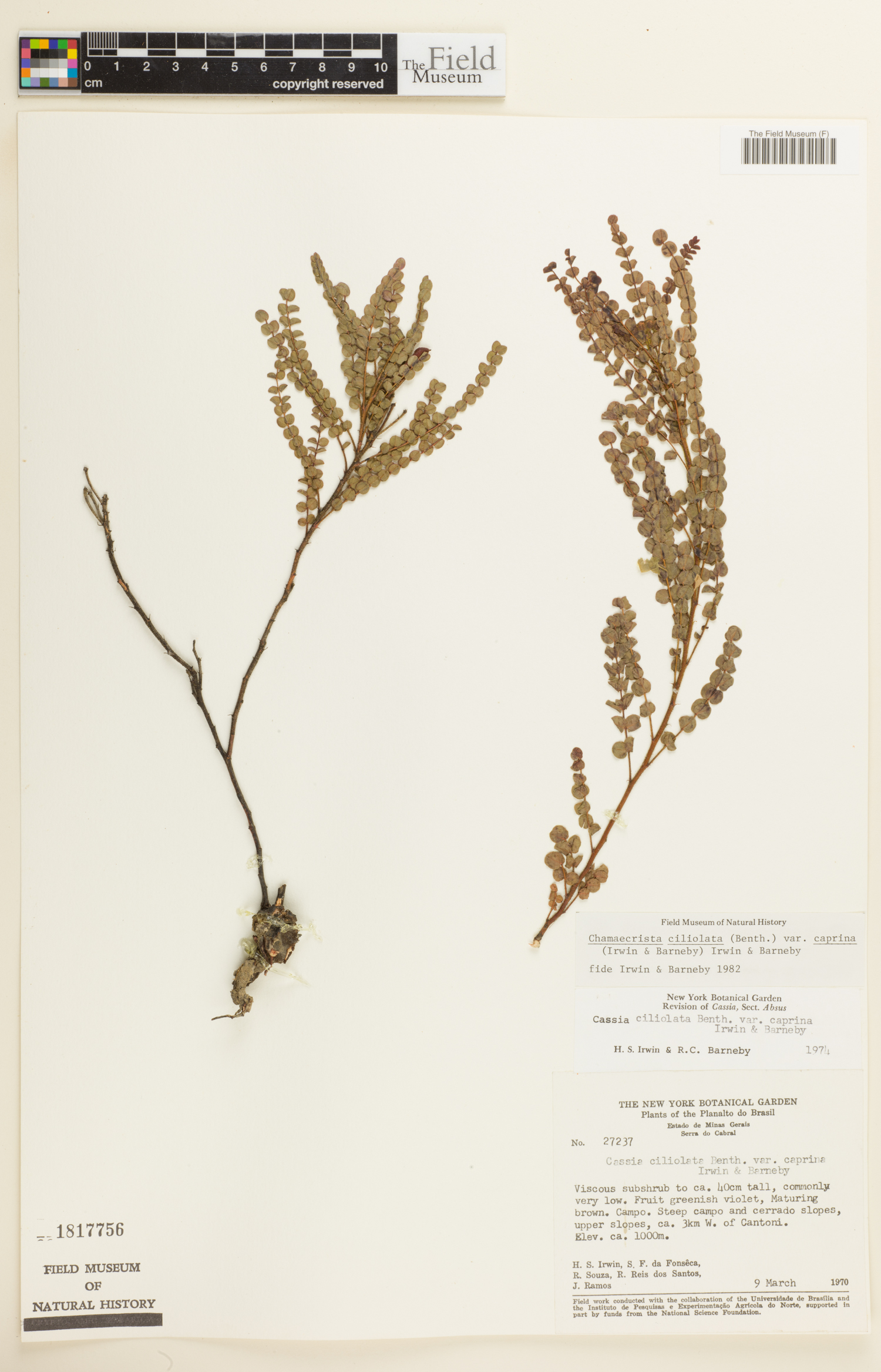 Chamaecrista ciliolata var. caprina image