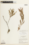 Chamaecrista ciliolata image