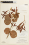Chamaecrista cotinifolia image