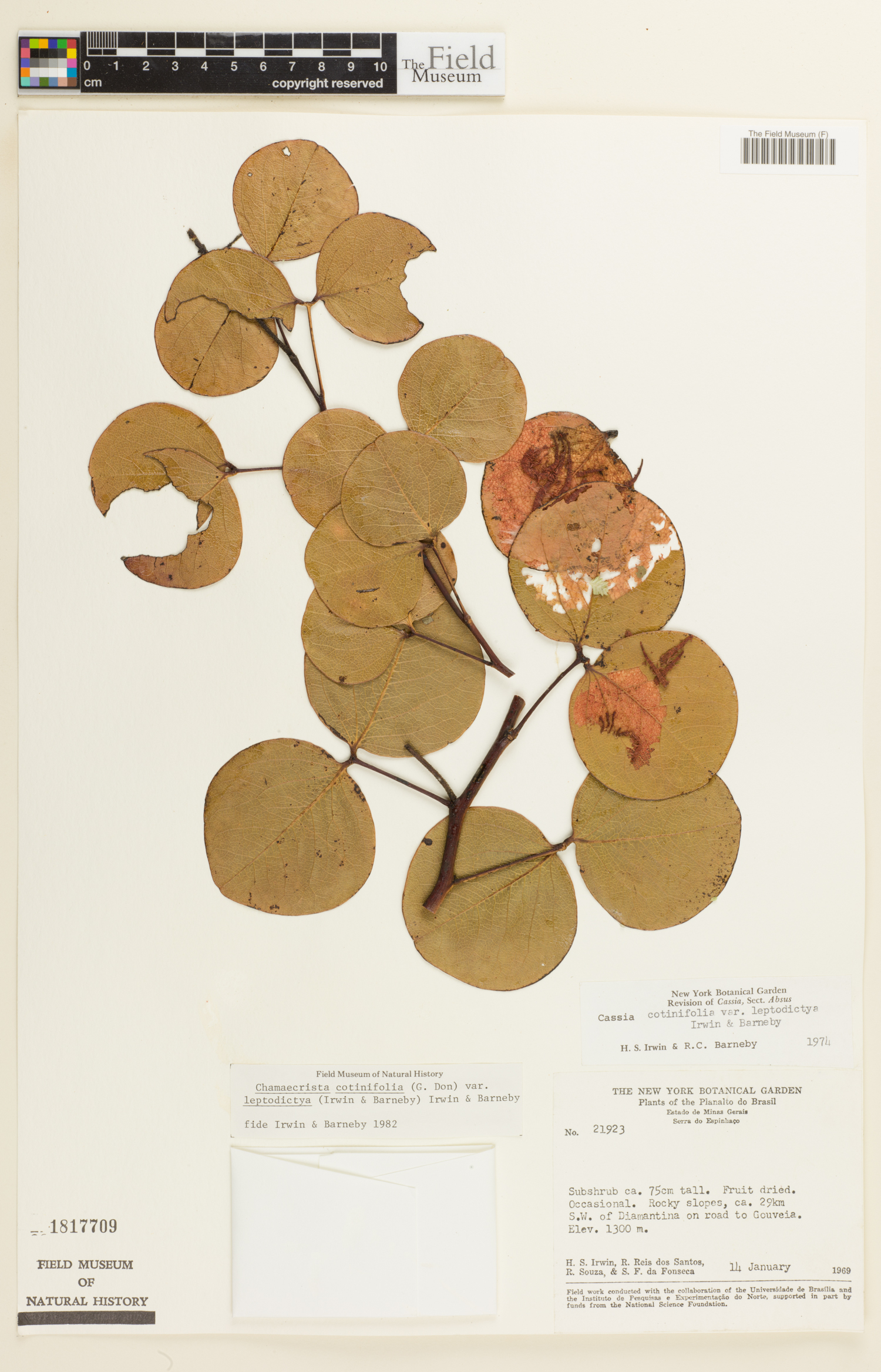 Chamaecrista cotinifolia image
