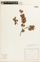 Chamaecrista cytisoides var. blanchetii image