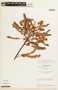 Chamaecrista dalbergiifolia image