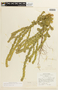 Chamaecrista basifolia image
