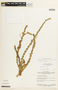 Chamaecrista basifolia image