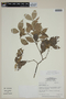Calyptranthes bipennis image