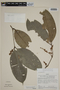 Calyptranthes brevispicata image