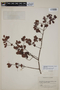 Calyptranthes buchenavioides image