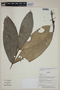 Calyptranthes carinata image