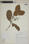 Calyptranthes clusiifolia image