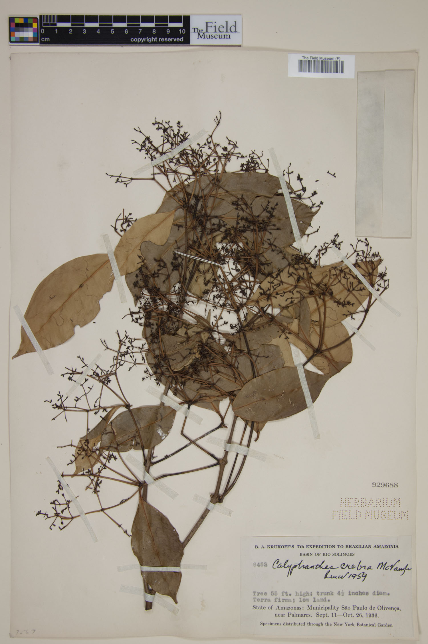 Calyptranthes crebra image