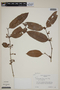 Calyptranthes fasciculata image