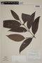 Calyptranthes fasciculata image