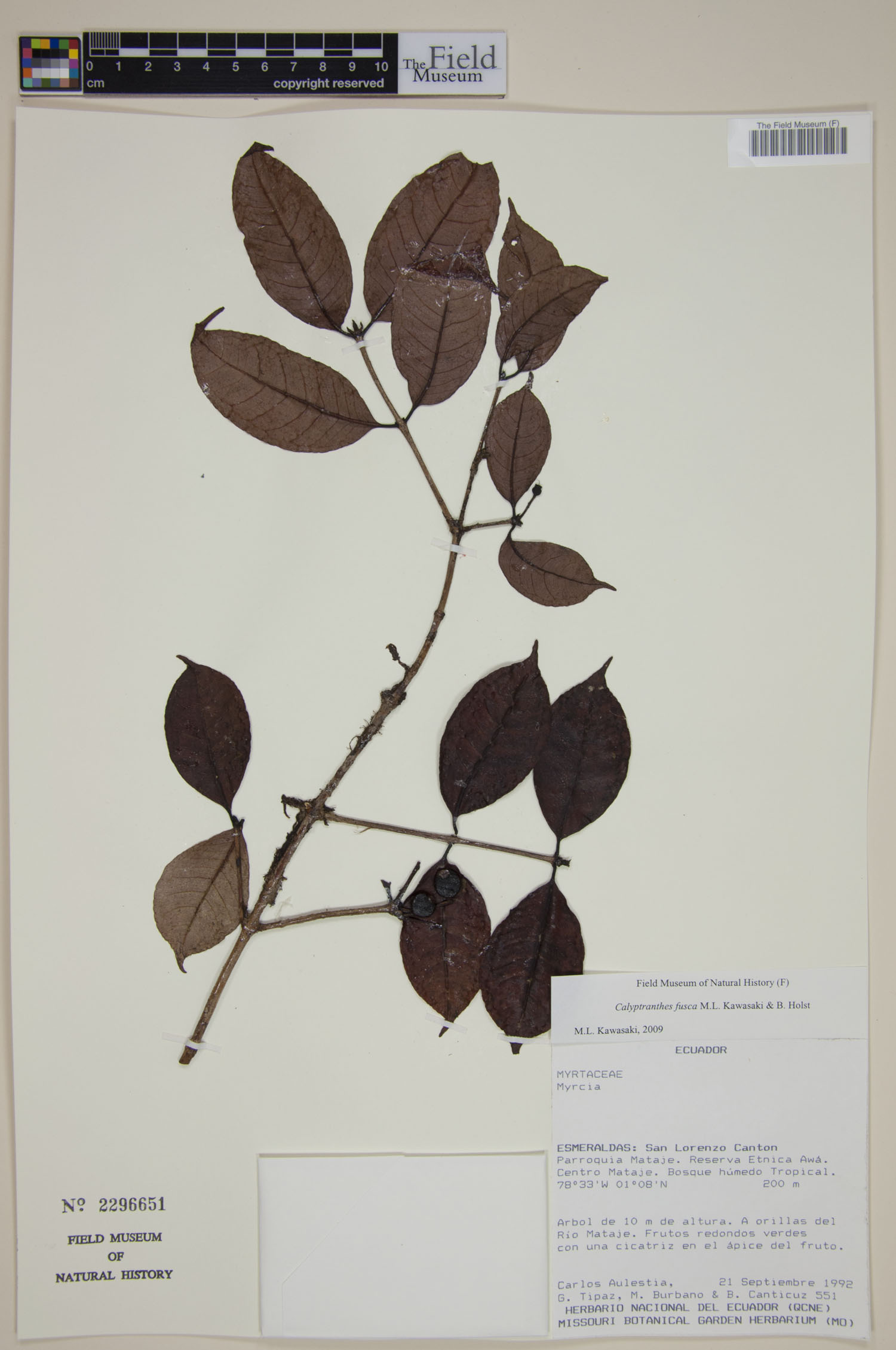 Calyptranthes fusca image