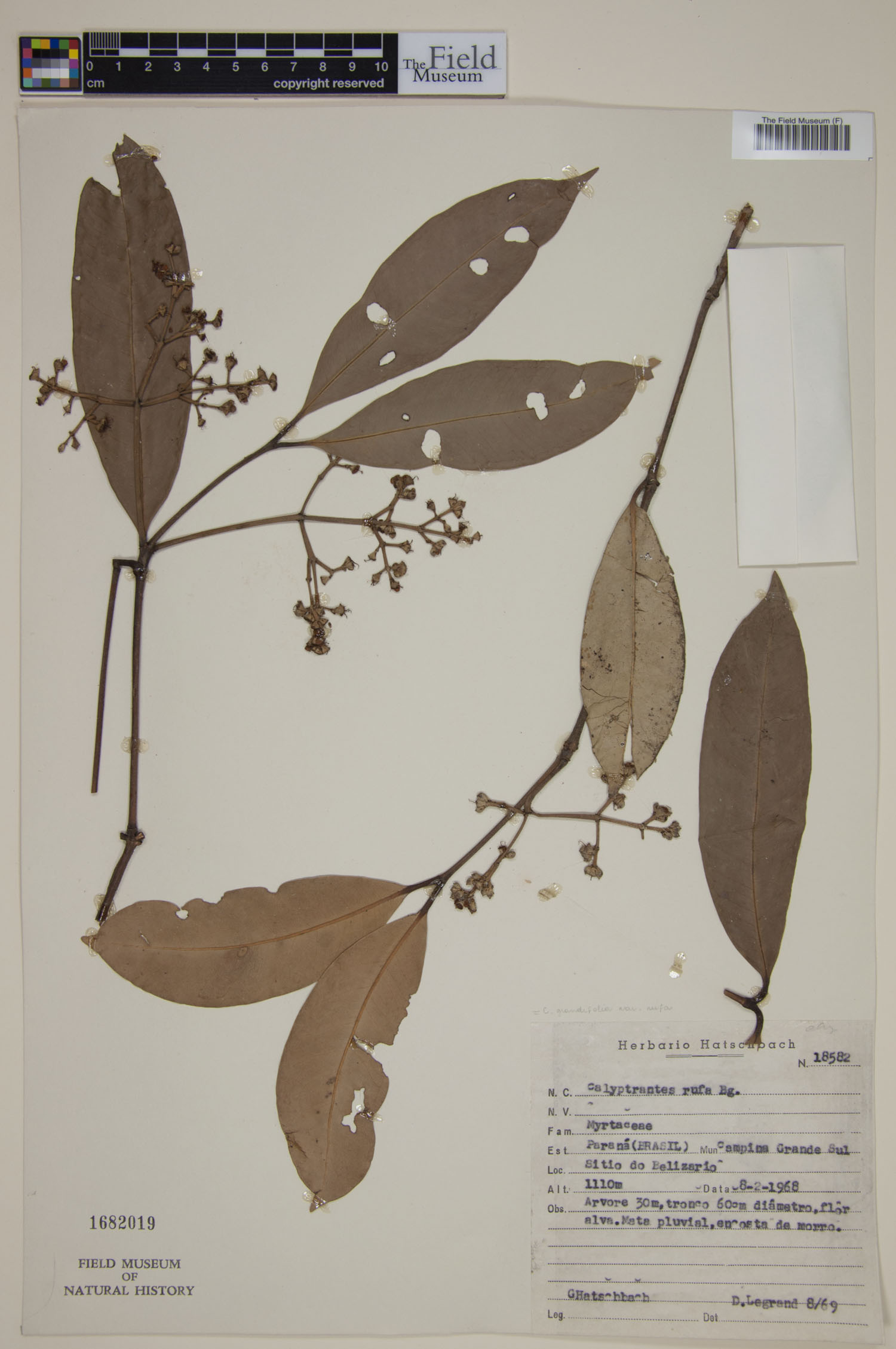 Calyptranthes grandifolia image