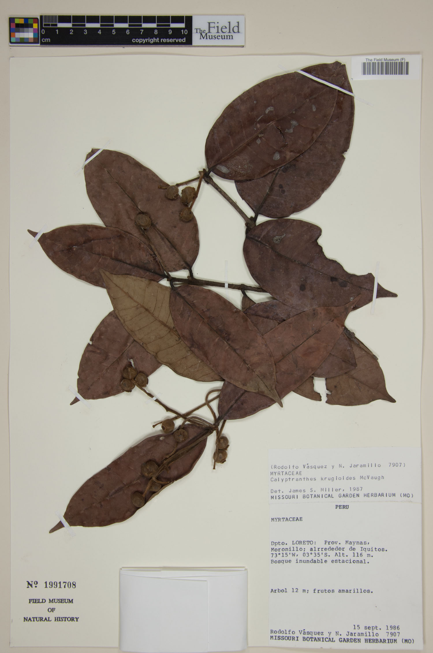 Calyptranthes krugioides image