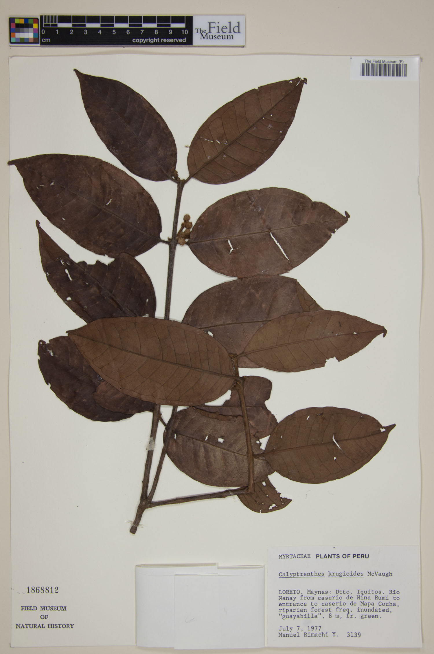 Calyptranthes krugioides image