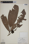 Calyptranthes longifolia image
