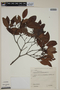 Calyptranthes loranthifolia image