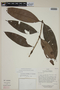Calyptranthes manuensis image
